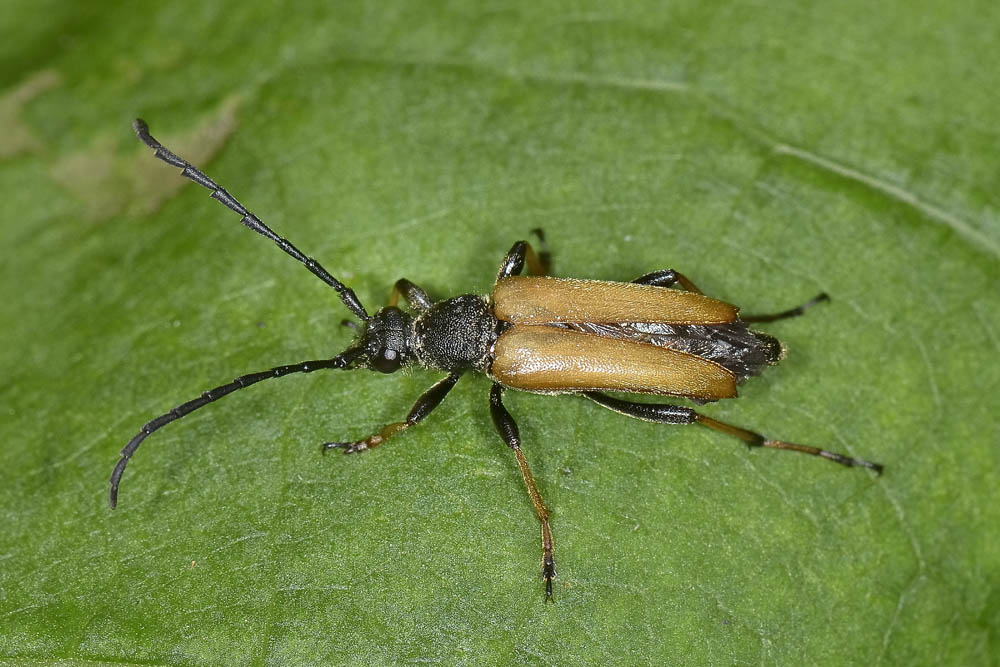 Stictoleptura rubra, Cerambycidae